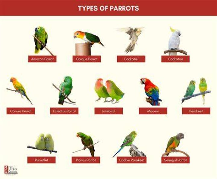 What is parrot’s name in Aladdin? – Celebrity